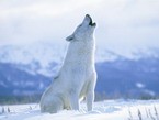 Песня полярного волка