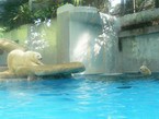 Белые медведи в зоопарке