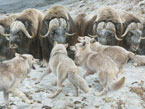 Нападение полярных волков на овцебыков