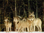 Серые волки вышли из леса