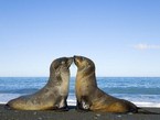 Морские котики целуются