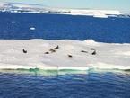 Морские котики на льдине