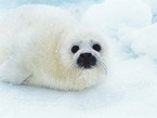 Тюлень на снегу