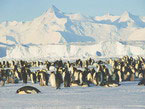 Колония пингвинов