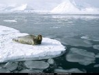 Тюлень в Арктике