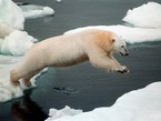 Прыжок белого медведя