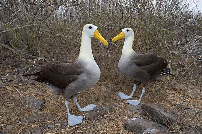 Два галапагосских альбатроса