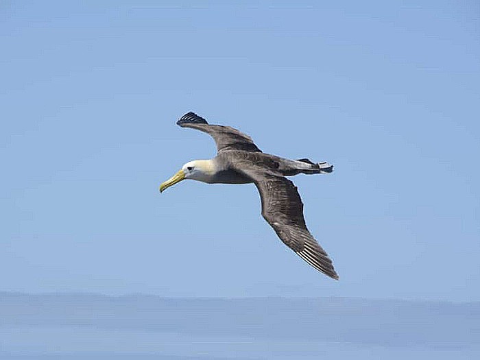 Галапагосский альбатрос летит