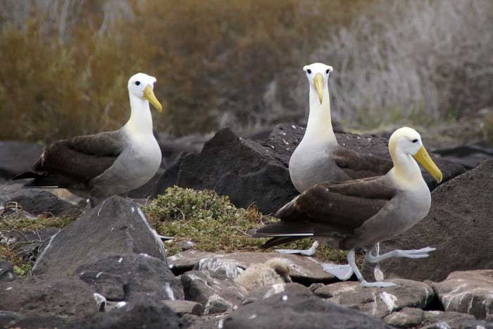 Галапагосские альбатросы