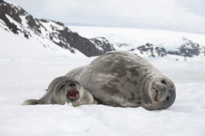 Тюлени Уэдделла - самка и детёныш