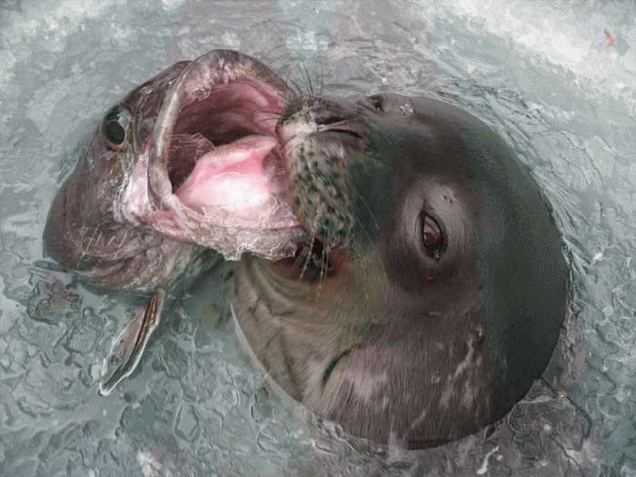 Тюлень Уэдделла и пойманная рыба