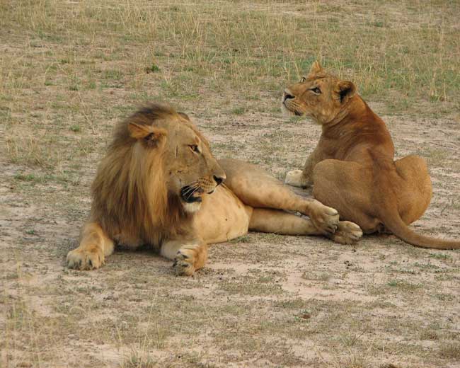 Лев и львица отдыхают
