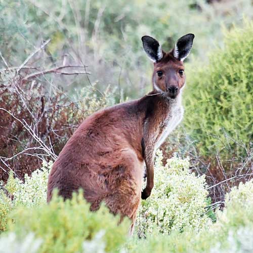 Серый кенгуру - внешний вид