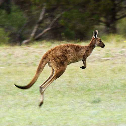 Серый кенгуру бежит