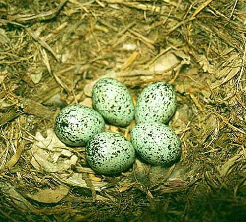 Гнездо галки с 5 яйцами