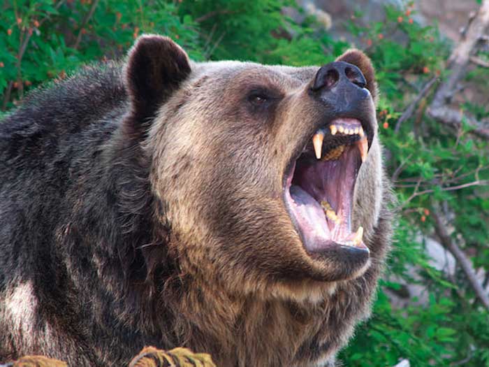 Страшный медведь