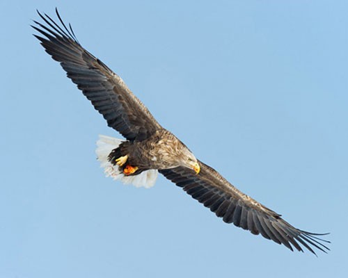 Орлан-белохвост летит