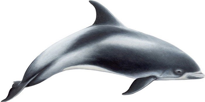 Беломордый дельфин - внешний вид