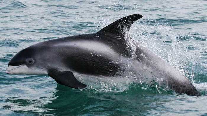 Беломордый дельфин в воде