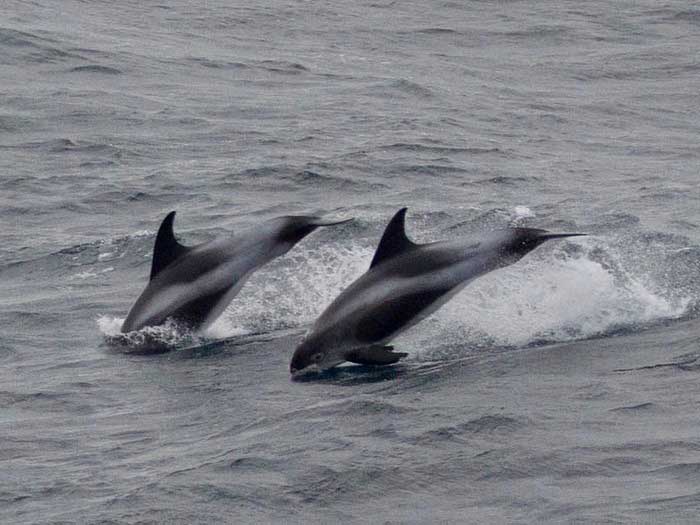 Прыжок беломордых дельфинов
