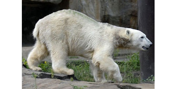 Белый медведь Кнут утонул, фотографии Кнута