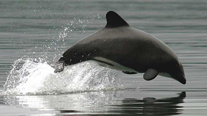 Прыжок белобрюхого дельфина