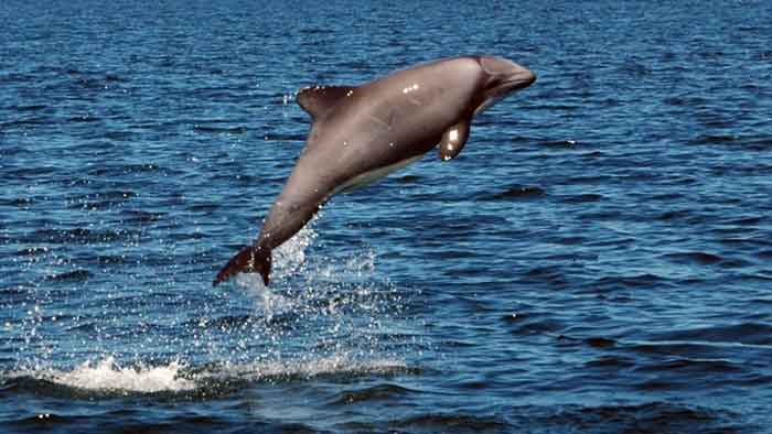 Цвет белобрюхого дельфина