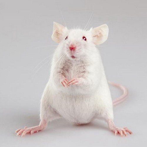 Белая крыса - внешний вид