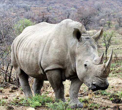 Внешний вид белого носорога