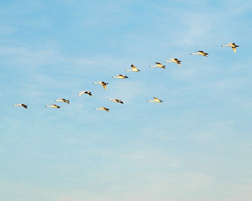Лебеди-кликуны летят в небе