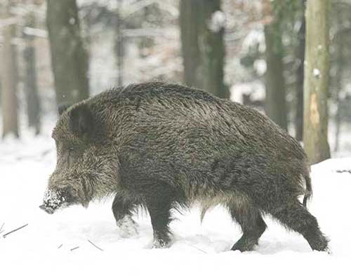 Дикая свинья в зимнем лесу