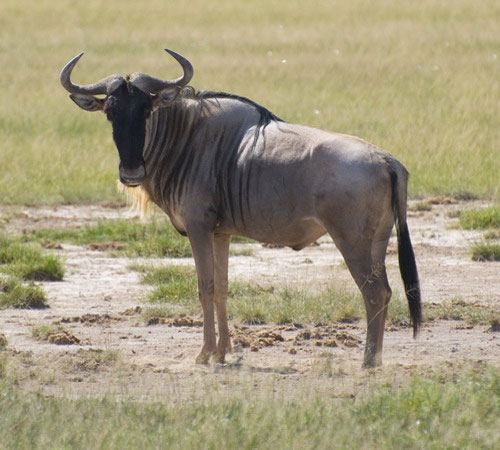 Внешний вид синей антилопы гну