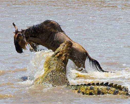 Крокодил напал на антилопу гну