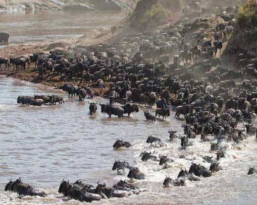 Стадо антилоп гну у воды