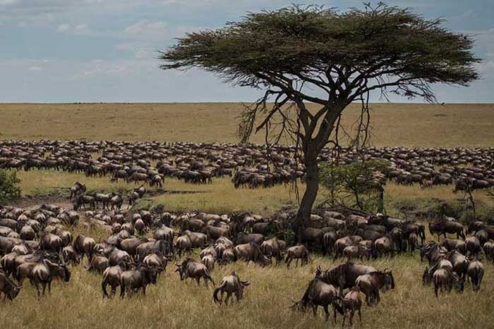 Миграция антилоп гну