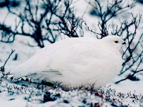 Белая куропатка на снегу