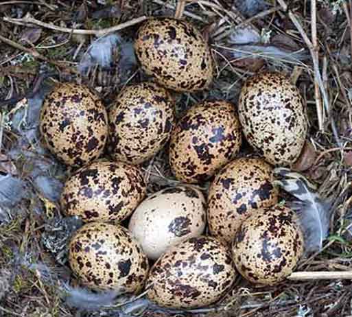 Яйца белой куропатки в гнезде