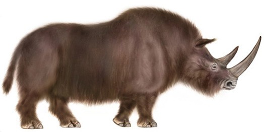 Внешний вид шерстистого носорога