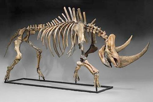Фотография скелета шерстистого носорога