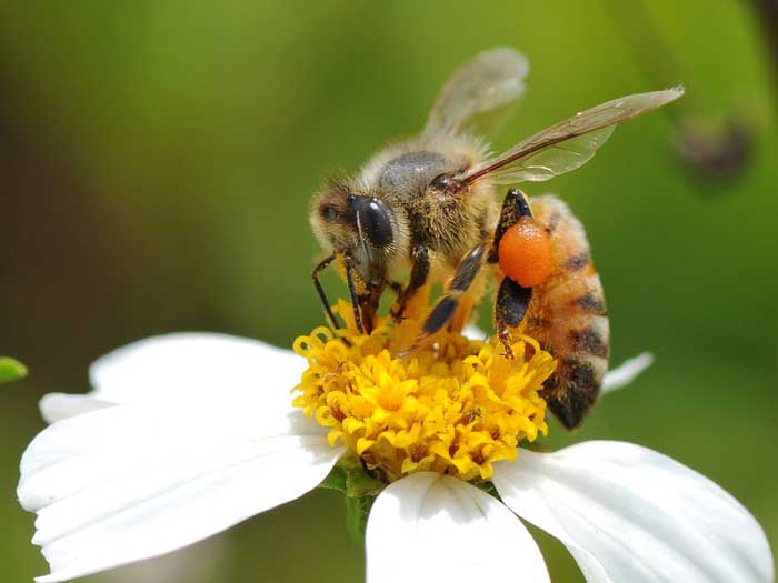 Рабочая пчела на цветке