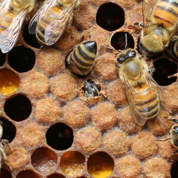 Рабочие пчёлы закрывают ячейки