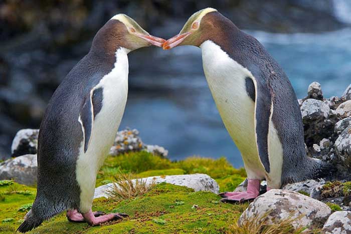 Два великолепных пингвина