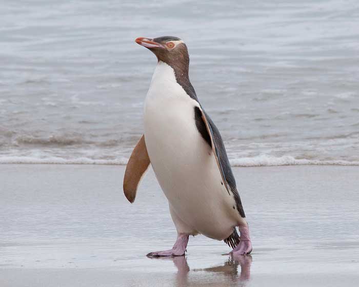Великолепный пингвин на берегу