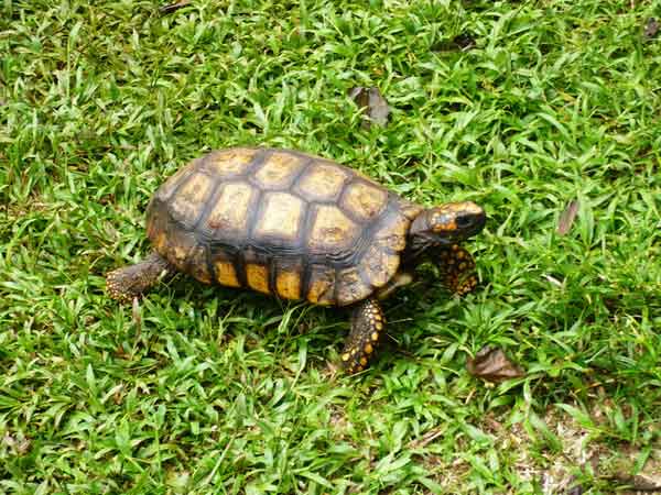 Лесная черепаха - внешний вид