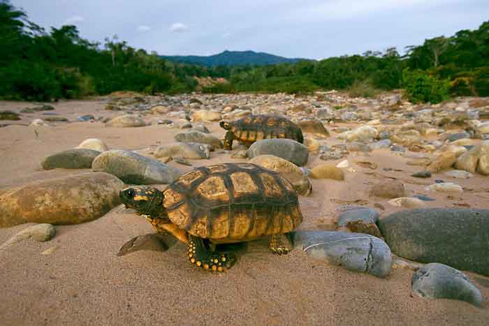 Лесные черепахи среди камней