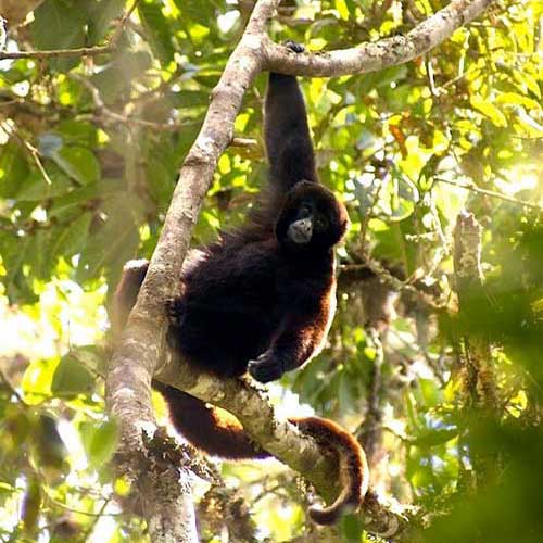 Желтохвостая обезьяна на дереве