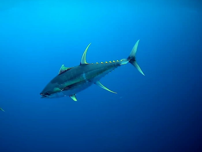 Желтопёрый тунец, описание, фото