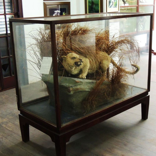 Чучело занзибарского леопарда в музее