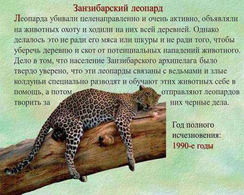 Описание занзибарского леопарда