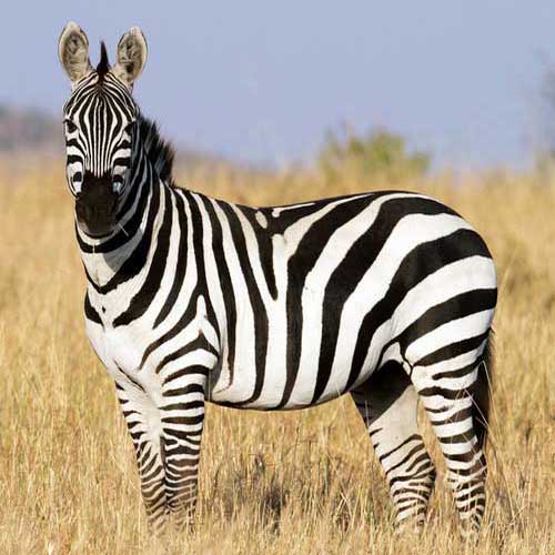 Внешний вид зебры